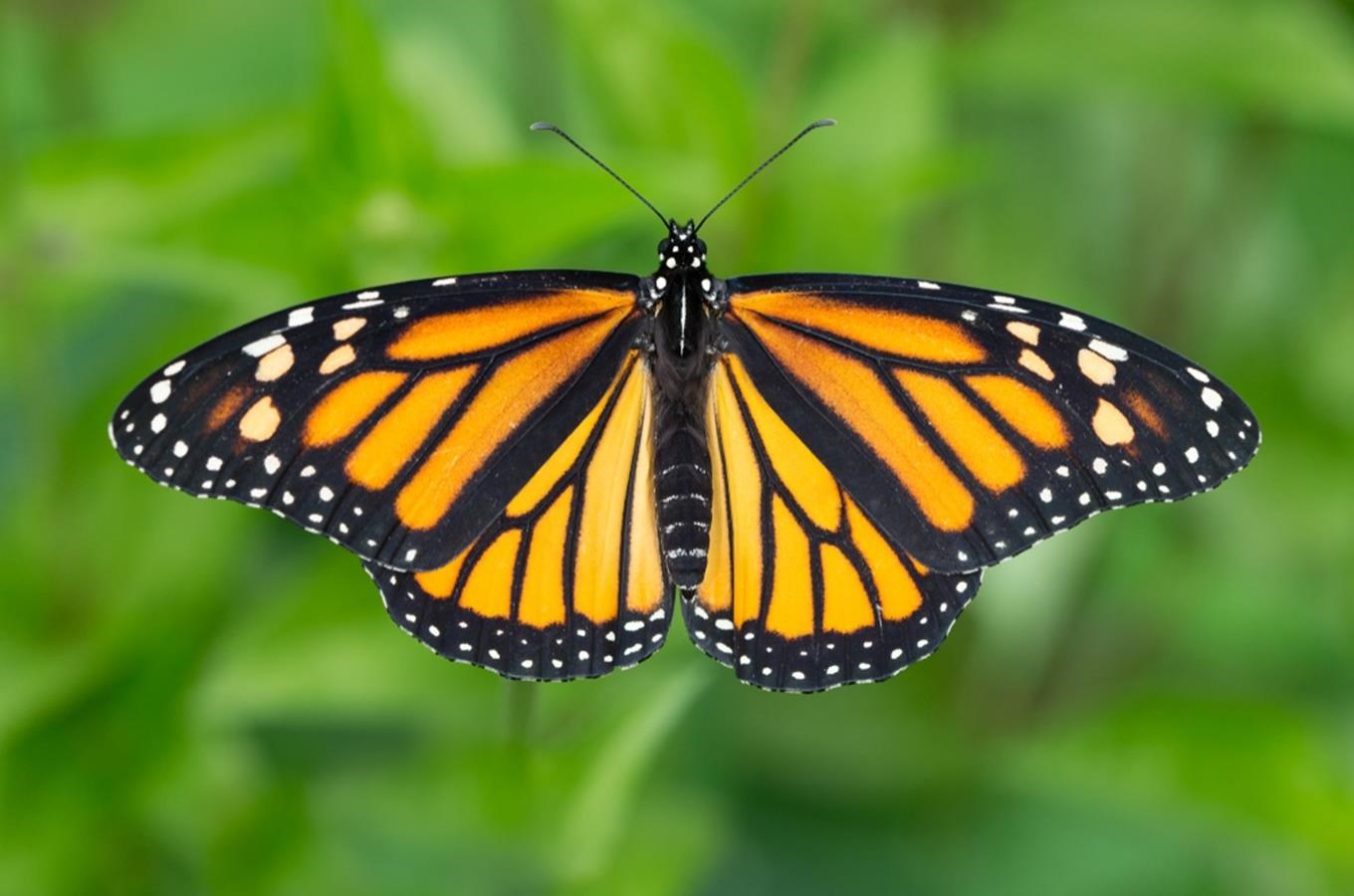 Odoo • obrázek a text